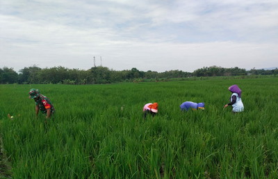 Babinsa Koramil Kedunggalar Dampingi Petani Penyiangan Rumput Pada Padi