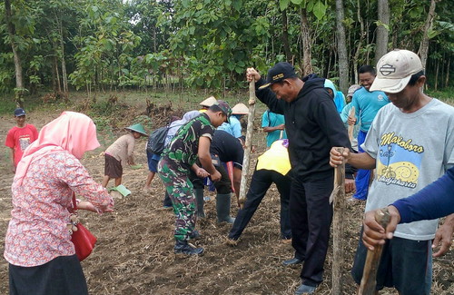 Babinsa Koramil 04/Padas Dampingi Petani Garap Lahan Pertanian