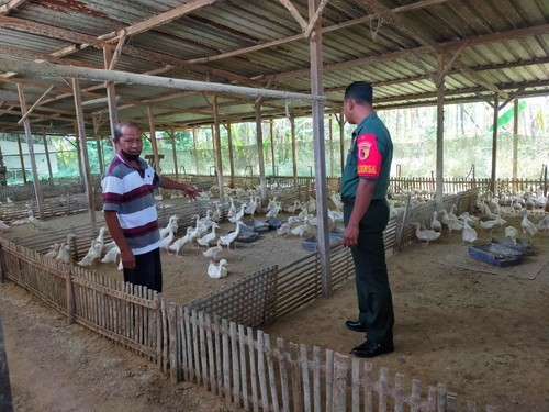 Babinsa Dampingi Peternak Bebek Guna Mendorong Peningkatan Ekonomi Masyarakat