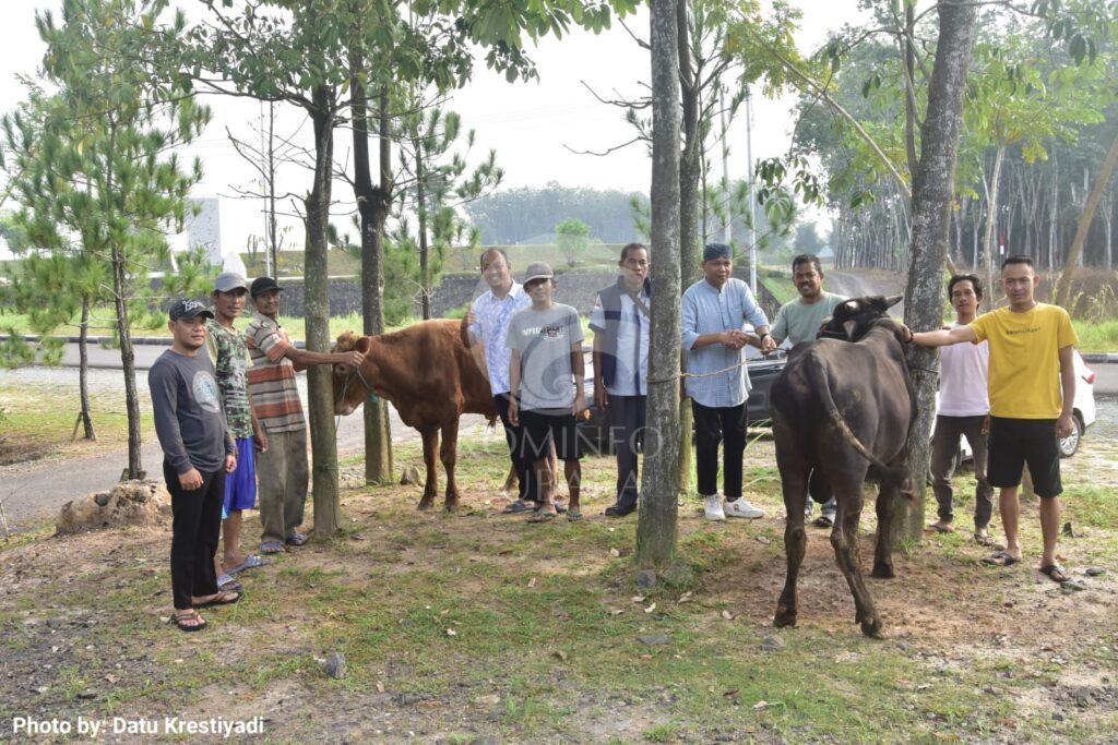 Pemkab Tulangbawang Barat Serahkan Dua Sapi Kurban kepada Insan Pers