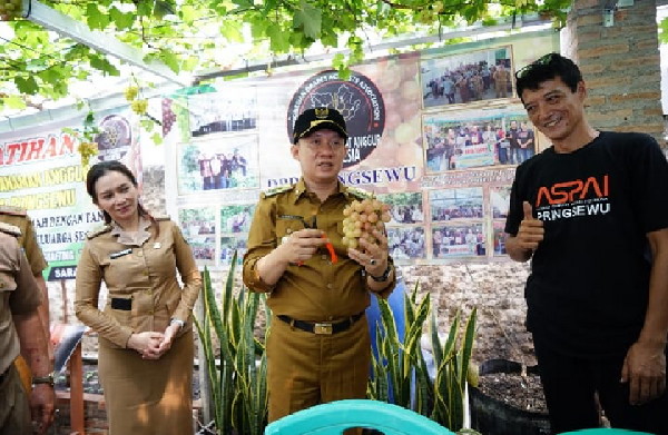 Pj. Bupati Pringsewu Kunjungi Penggiat Budidaya Anggur Ambarawa