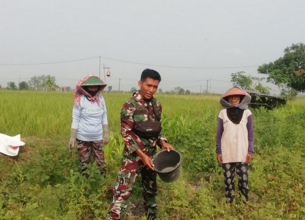 Koramil Balerejo Dampingi Panen Kacang Hijau di Kebon Agung